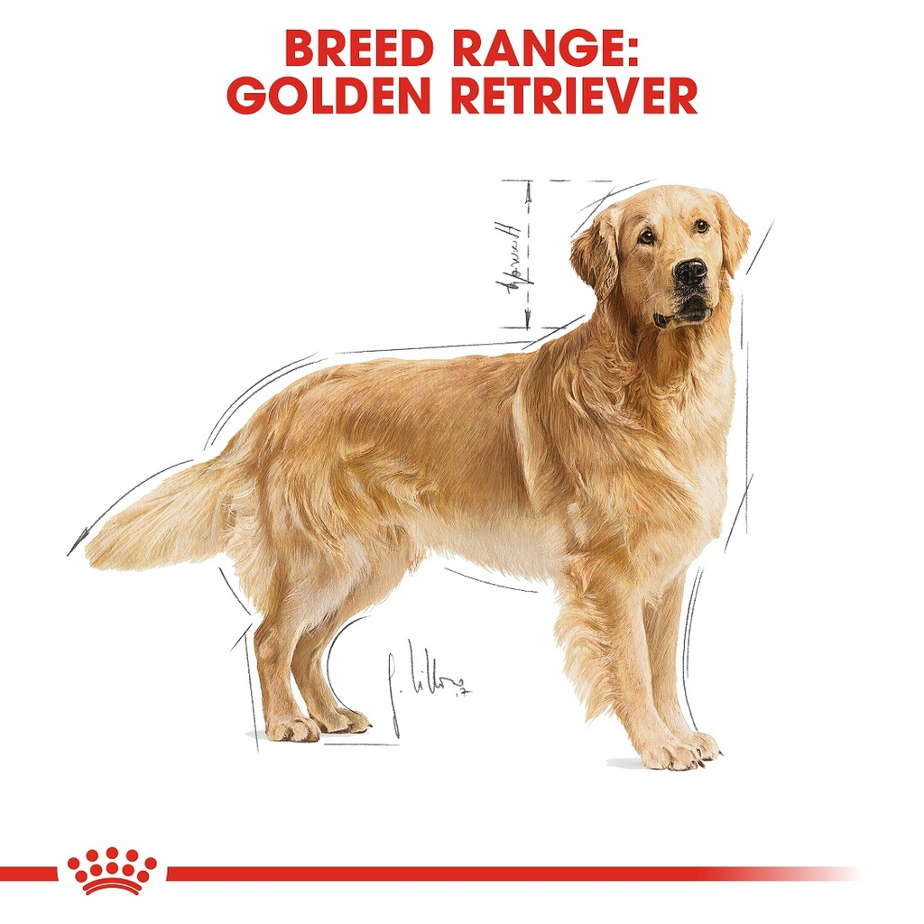 Royal canin store golden retriever 3kg